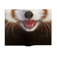 Animal Mask Book Cover Lesser Panda