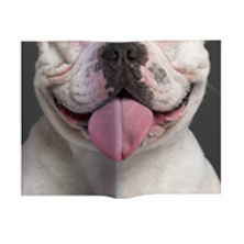 Animal Mask Book Cover Bulldog